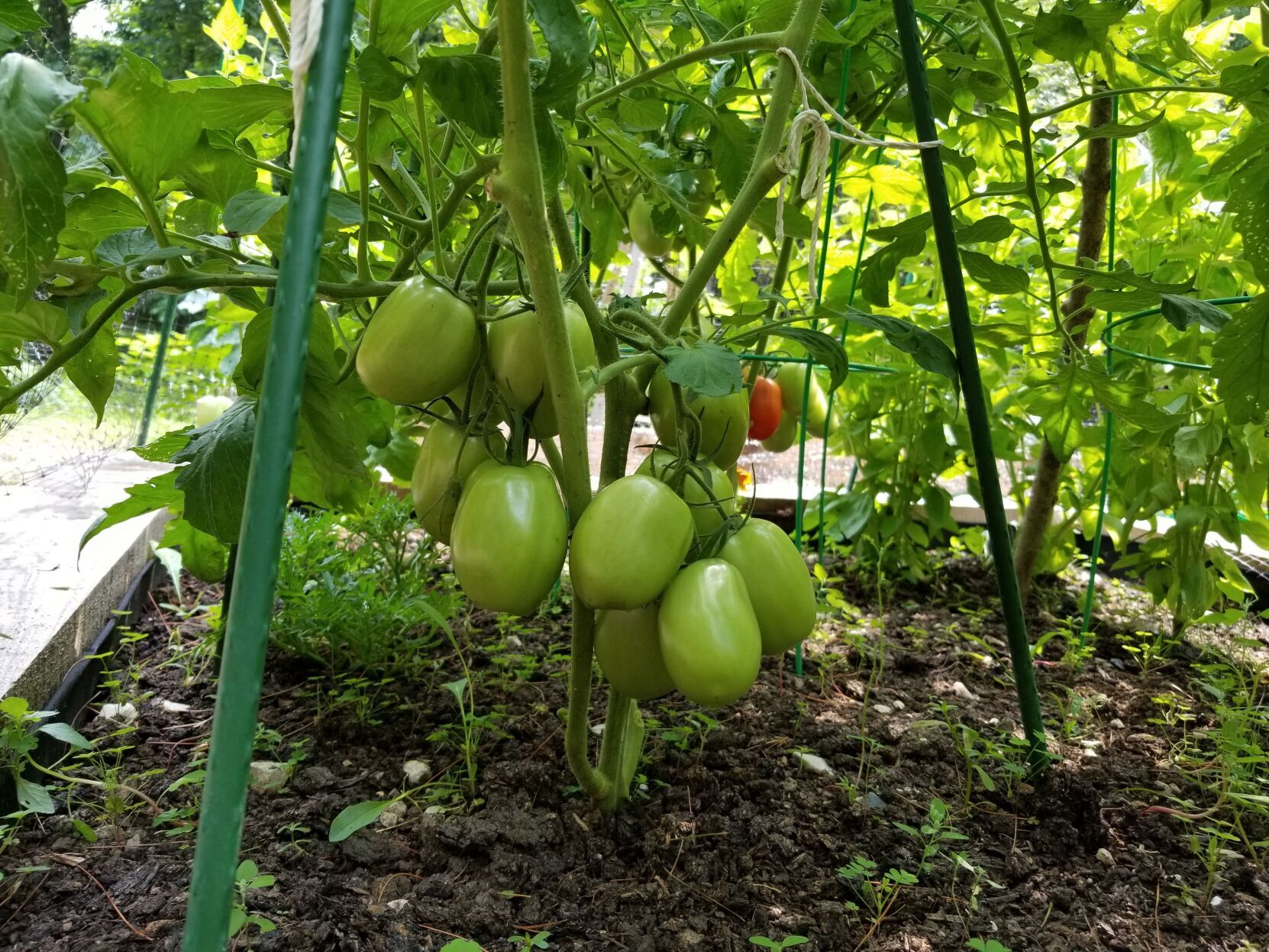 Prune Tomato Plants
